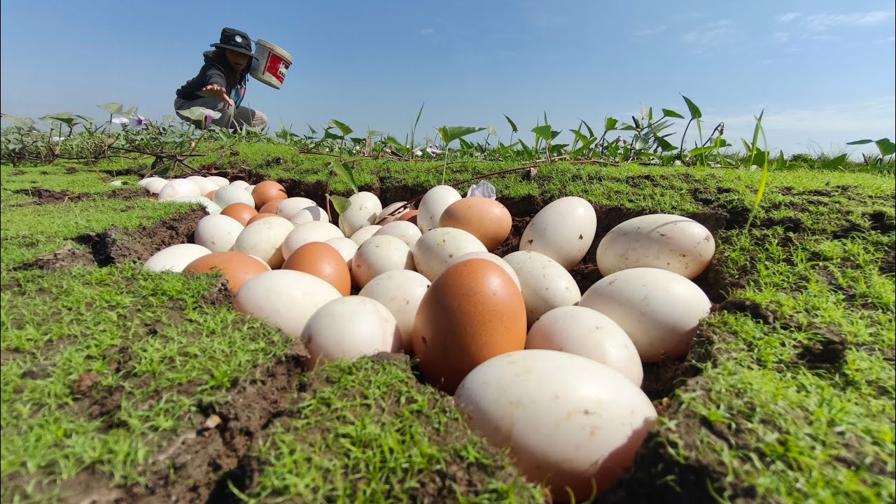Wow wow A skilled woman or a farmer cultivates a plot of land with fertile soil or has many eggs.