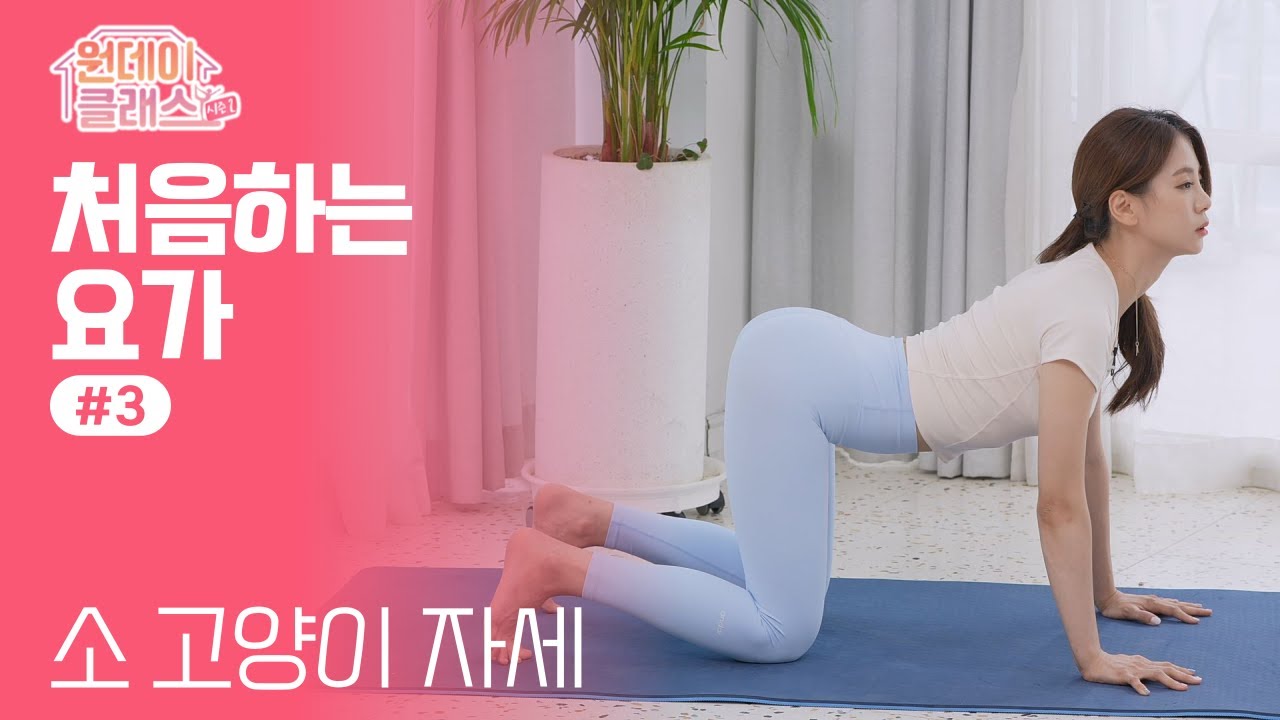 한수진 요가🧘‍♀️ 처음하는 요가 #3 소 고양이 자세ㅣ원데이클래스 시즌2