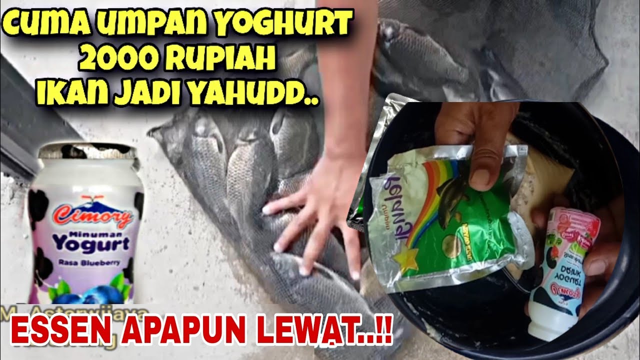 BERANI LAWAN ESSEN‼️UMPAN YOGHURT 2500 BIKIN YAHUD..MANCING IKAN MAS HARIAN LOMBA & GALAPUNG