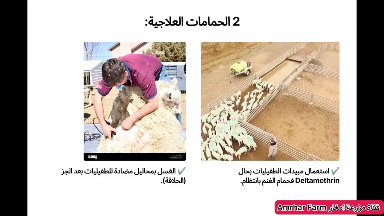 الطفيليات الخارجية عند الغنم و المعز و علاجها