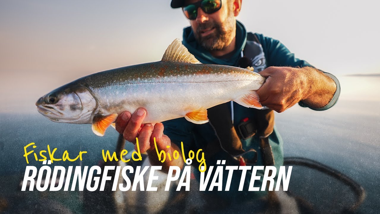 Hur går det för rödingen i Vättern? | Fiskar med biolog