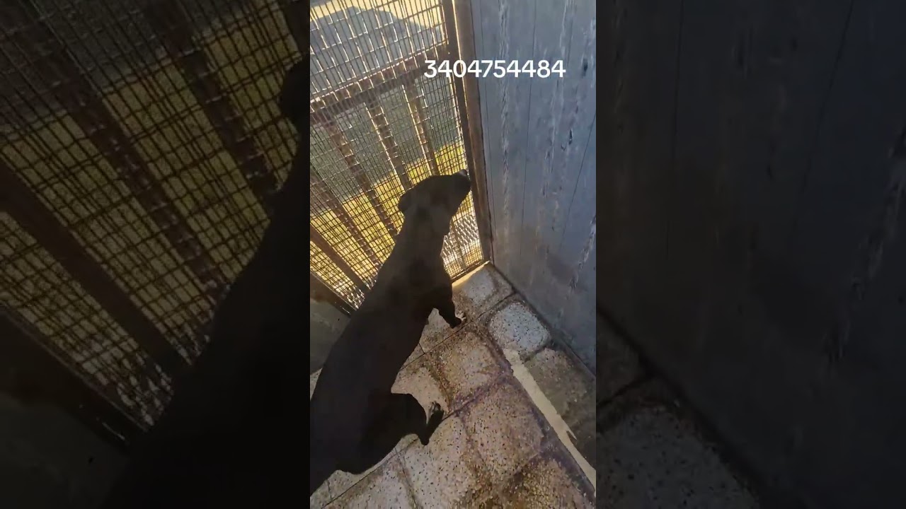 NERINO CI MORIRA' IN CANILE.INFO:3404754484 #perte #adottauncane #dogs #adoptdogs #cani #reelsvideo