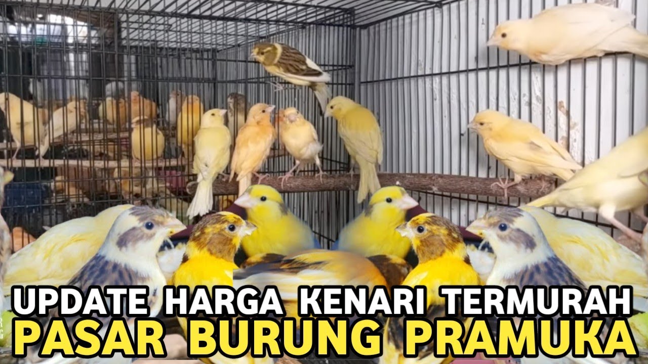 MEMBLUDAK ! KENARI TERMURAH BEBAS PILIH WARNA KELAMIN BAHAN GACOR HARGA SAMA DI PASAR BURUNG PRAMUKA