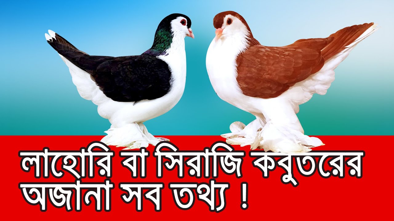 লাহোরি বা সিরাজি কবুতরের অজানা সকল তথ্য! কি দেখে কিনবেন! দাম কেমন! ভাল কোয়ালিটি কিভাবে চিনবেন! আরো+