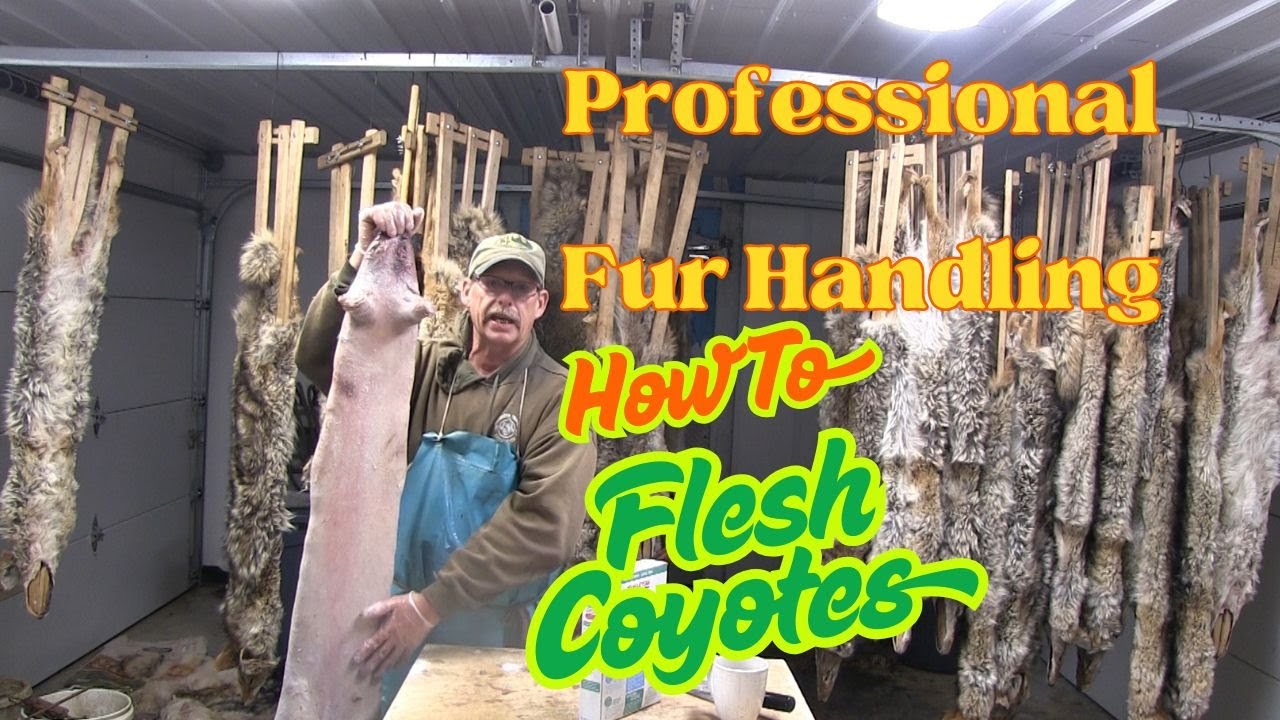How To Flesh A Coyote #trapping #coyotetrapping #fox #bobcat #coyote #trap #animaltraps