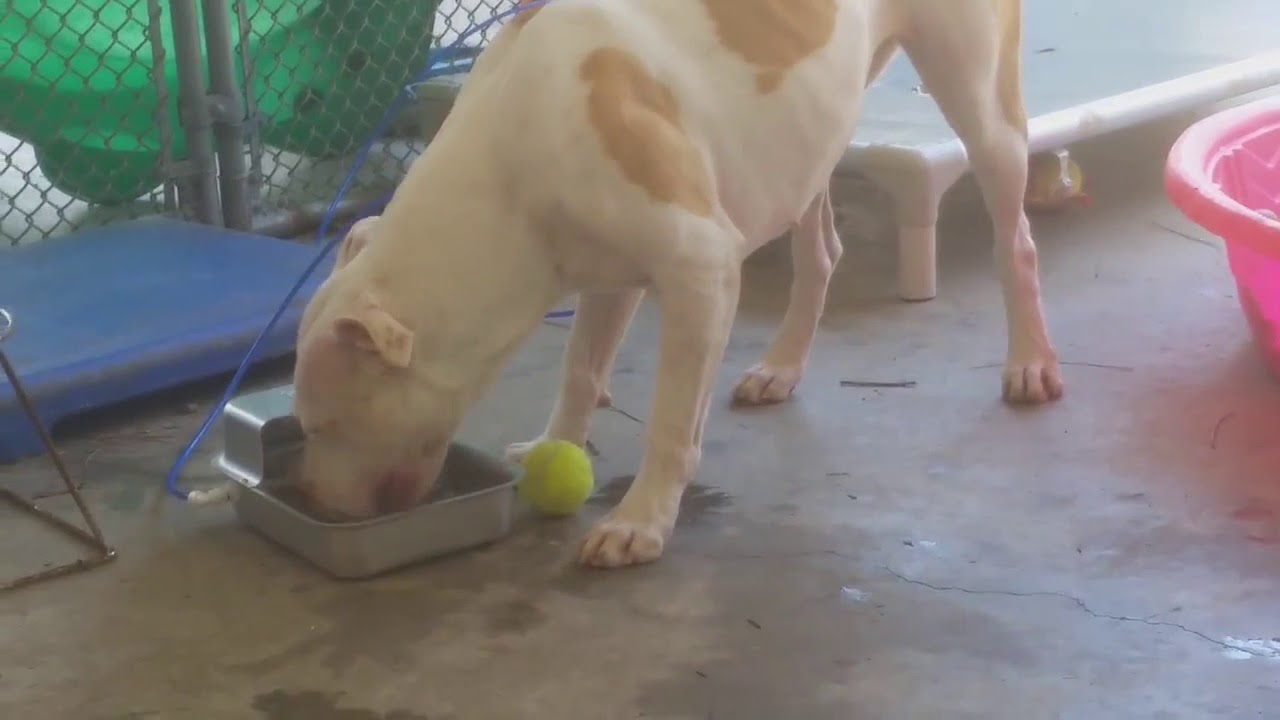 The Wooter Bowl - A Truly Automatic Water Bowl for your Pet
