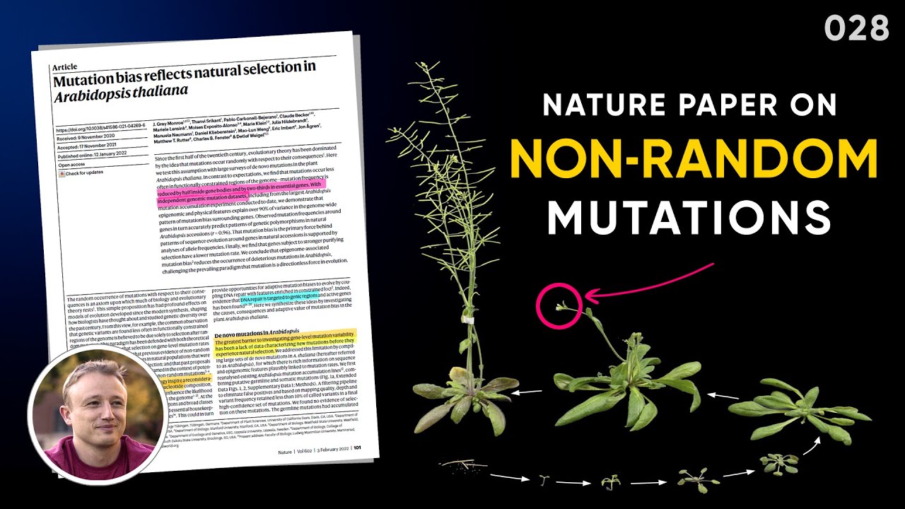 Что делать с неслучайной мутацией у Arabidopsis thaliana: эволюционный вопрос № 28