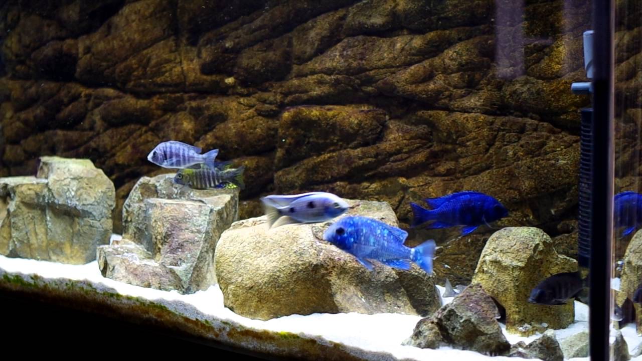 Update 120 Gallon Placidochromis Phenochilus Tanzania