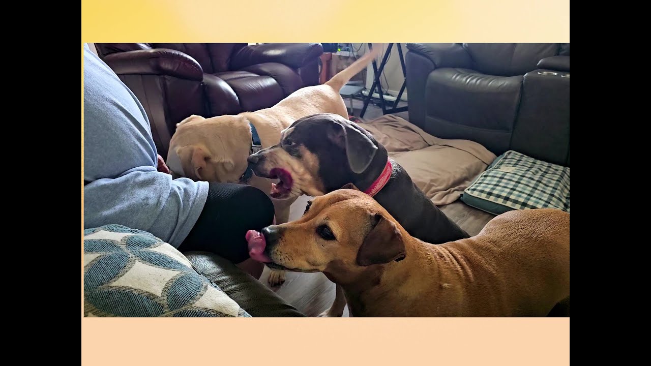 Animal Crackers & Toys