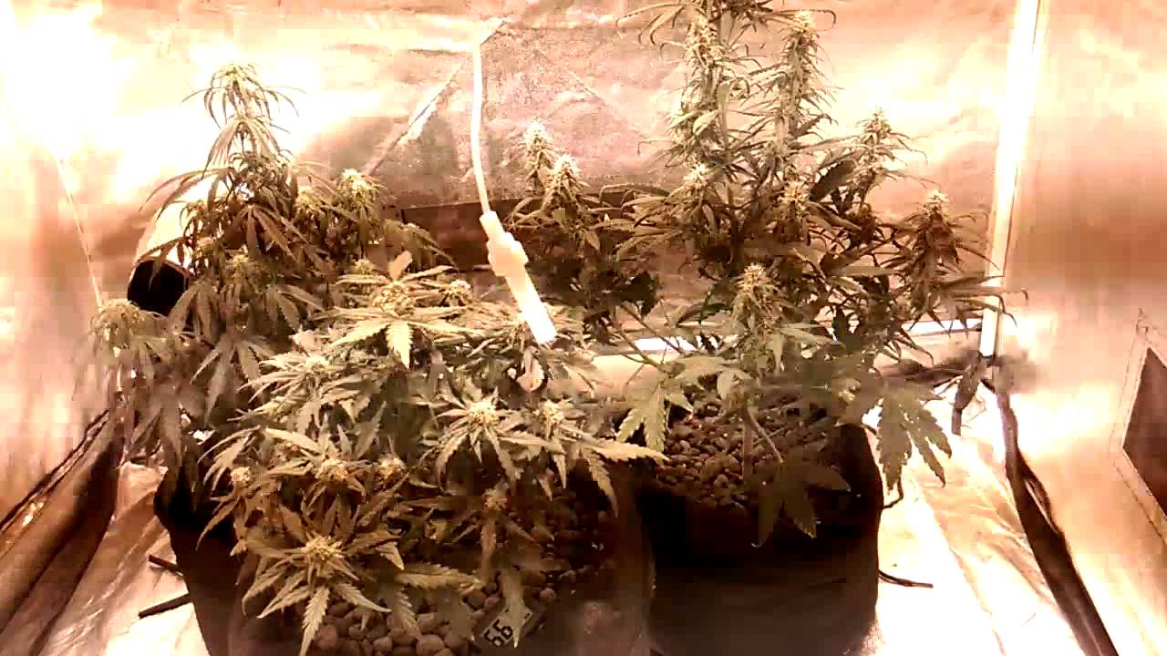 First grow day 50 from seed