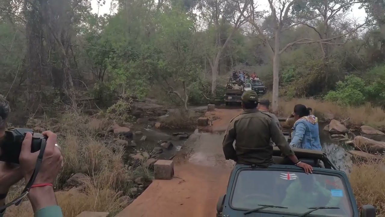 K mark tigress with cubs at tadoba | unforgettable safari moment | tadoba tiger sighting 14 Feb 2026