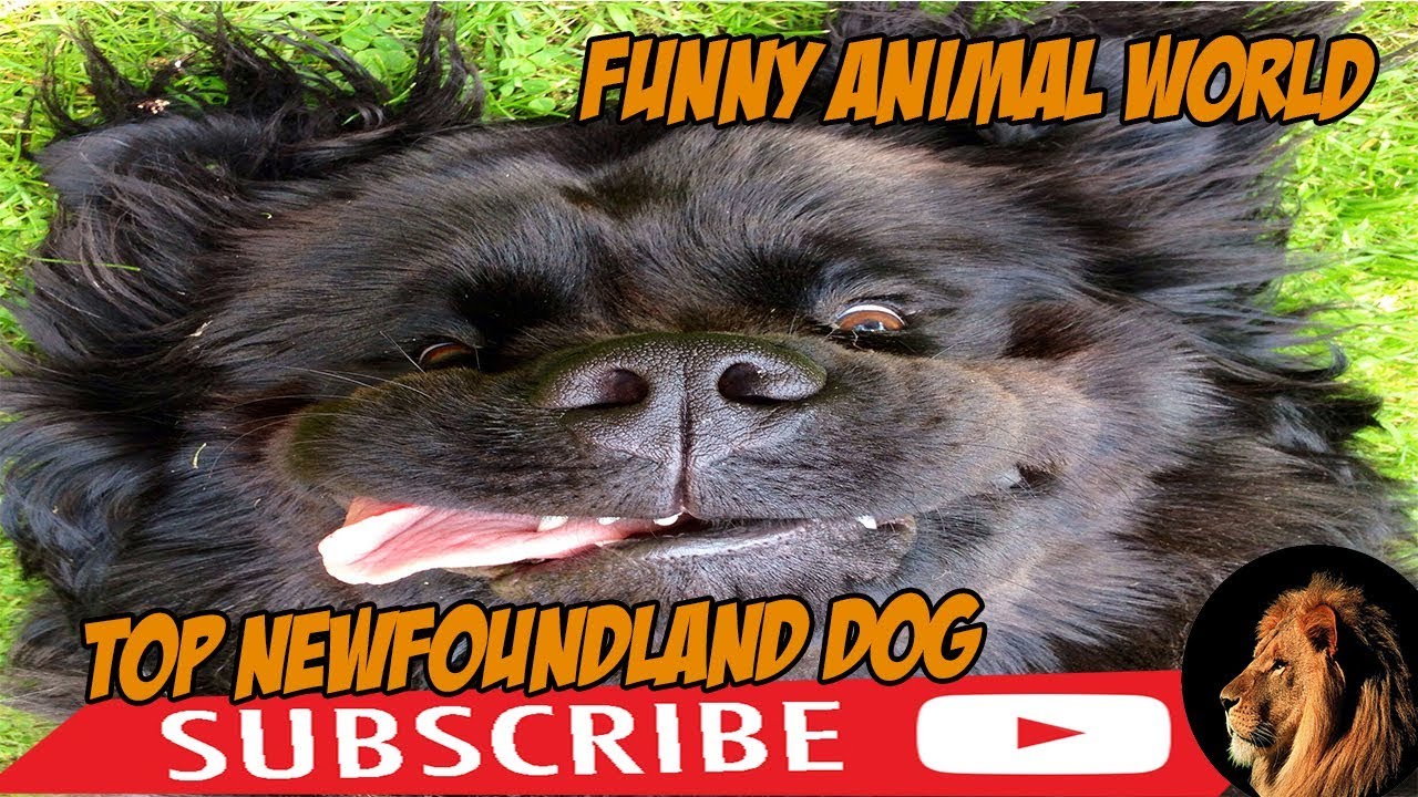 top #1 Funniest Newfoundland Videos #funnyanimalworld