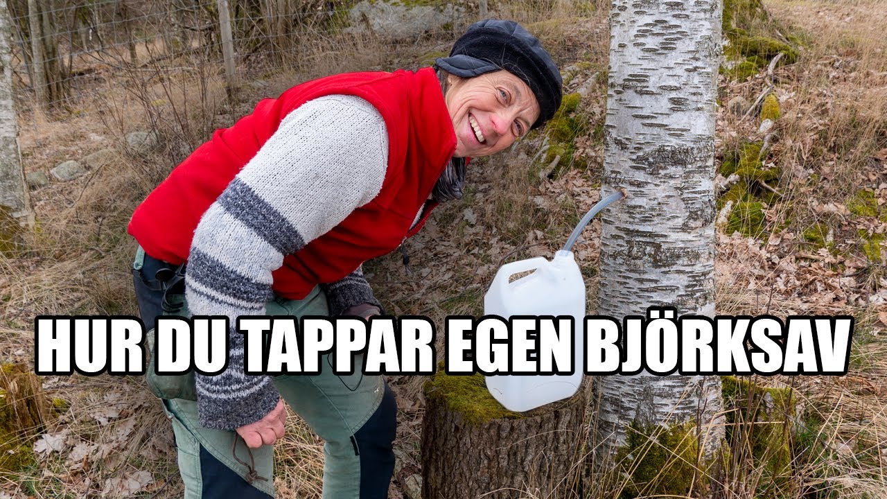 Hur du tappar egen Björksav - Kosters Trädgårdar