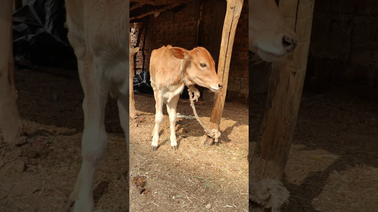 Cute Calf Sound 🐄🎶 | Baby Animal Voice | Village Farm Life 