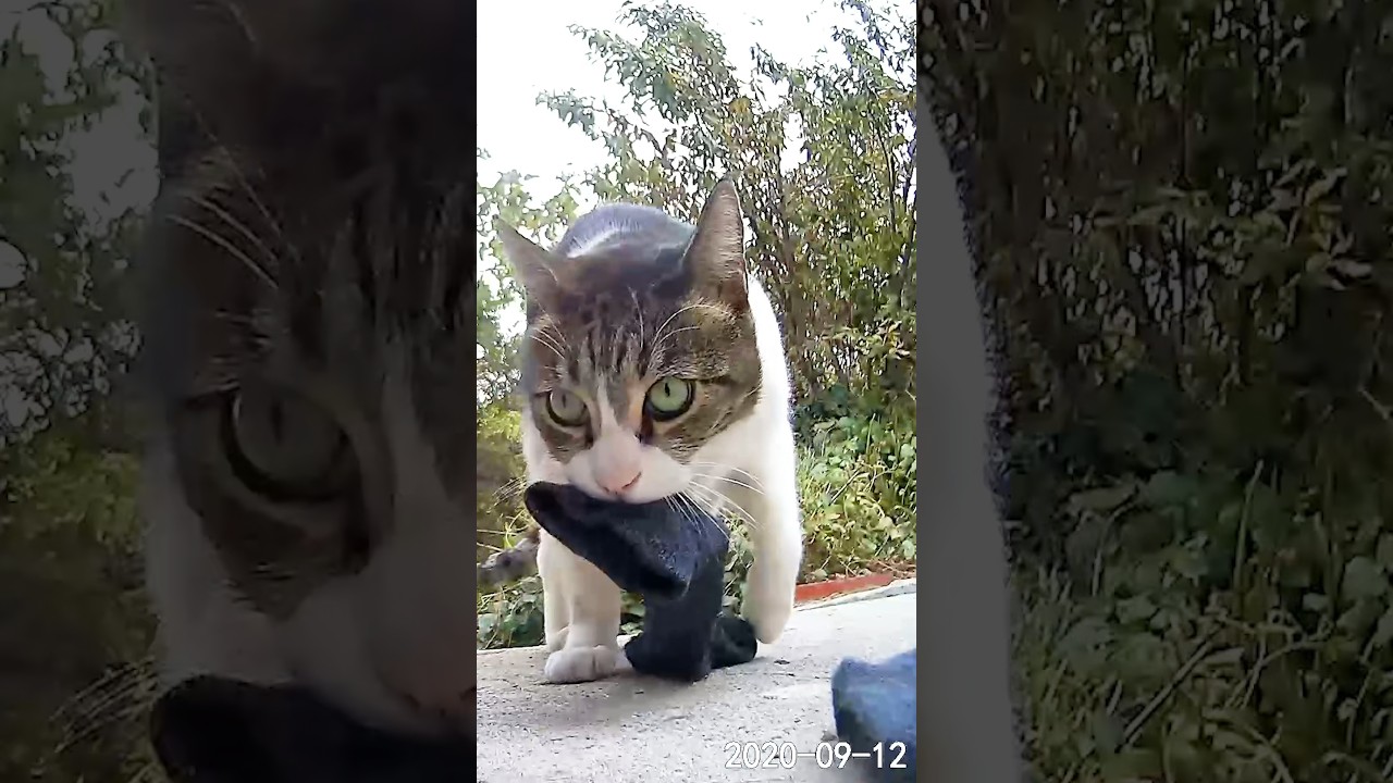 Cat Keeps Stealing From The Neighbors l The Dodo