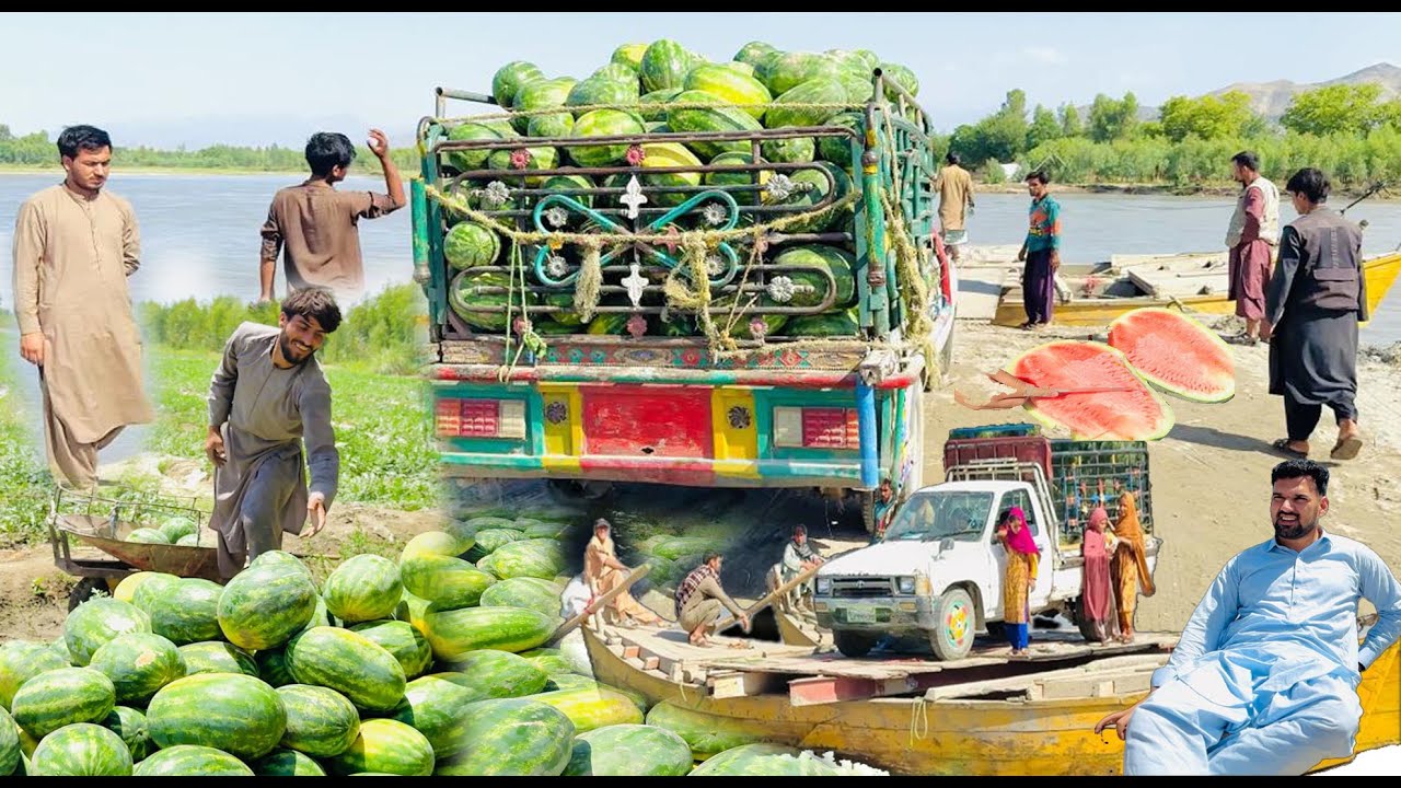 Watermelon Farming in Nangarhar | From Seed to Market | Watermelon harvest by the river | Hard work