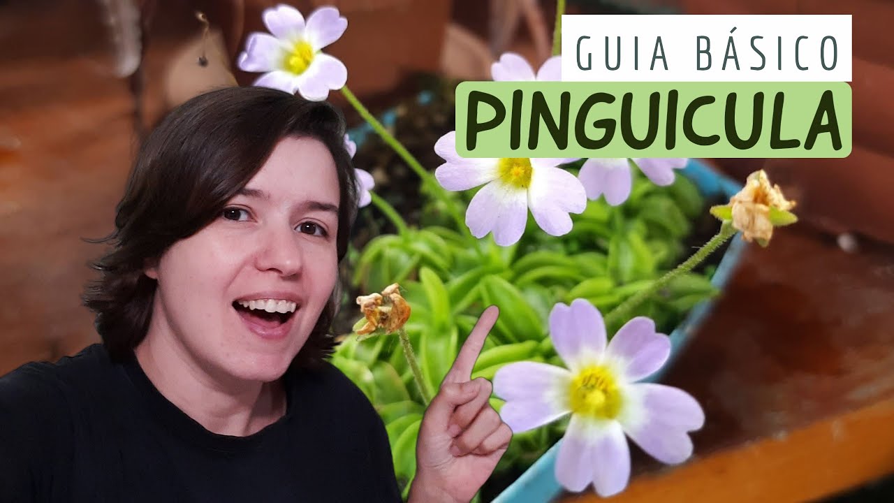 PINGUICULA | GUIA BÁSICO | PLANTA CARNÍVORA