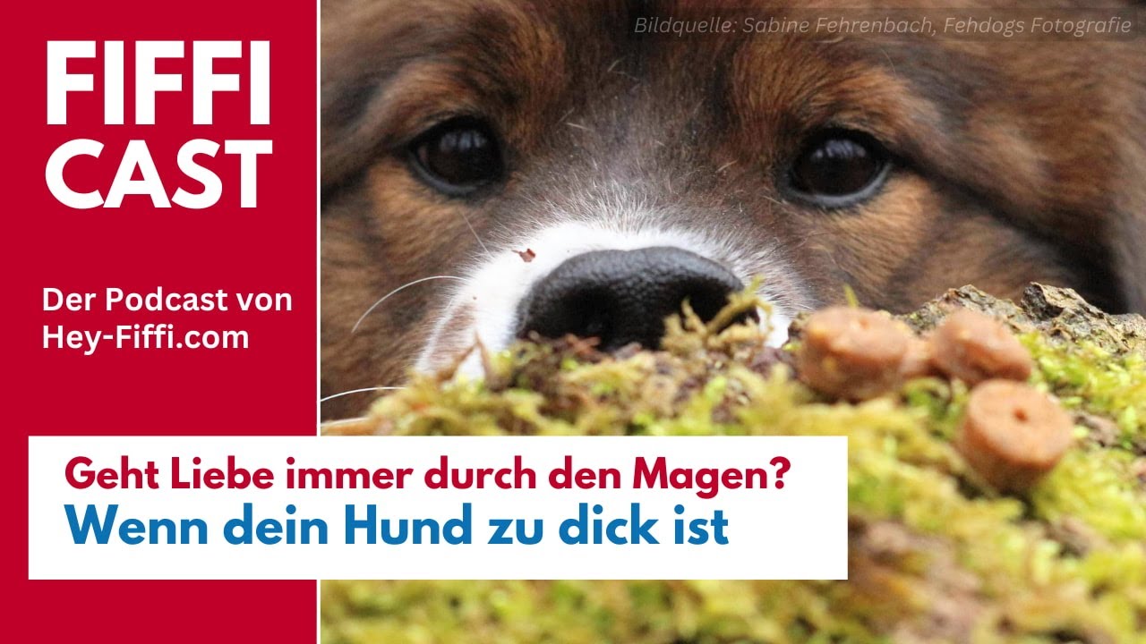 Geht Liebe immer durch den Magen? – Wenn dein Hund zu dick ist