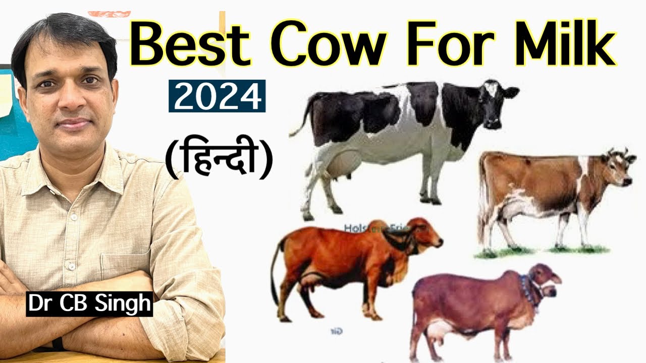 Best Cow for milk | Best Cow Breed in India | Dairy Farm | Cow breeds in India |@DairyUstaad |