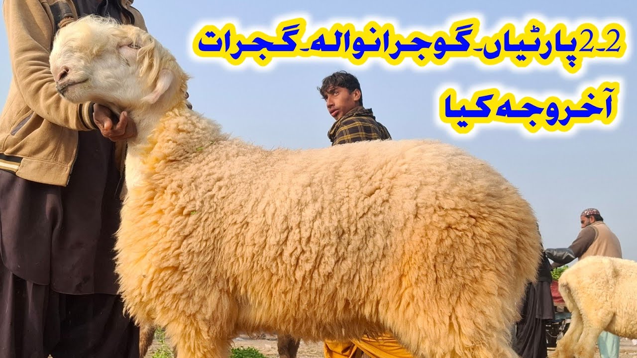 سنہری موقع ⏰| مندرا بھیڑ منڈیاں ڈاؤن 🔥|کاروباری خوش، خریدار مست 🤩 | مندرا بھیڑ منڈیاں میں تاریخی رش