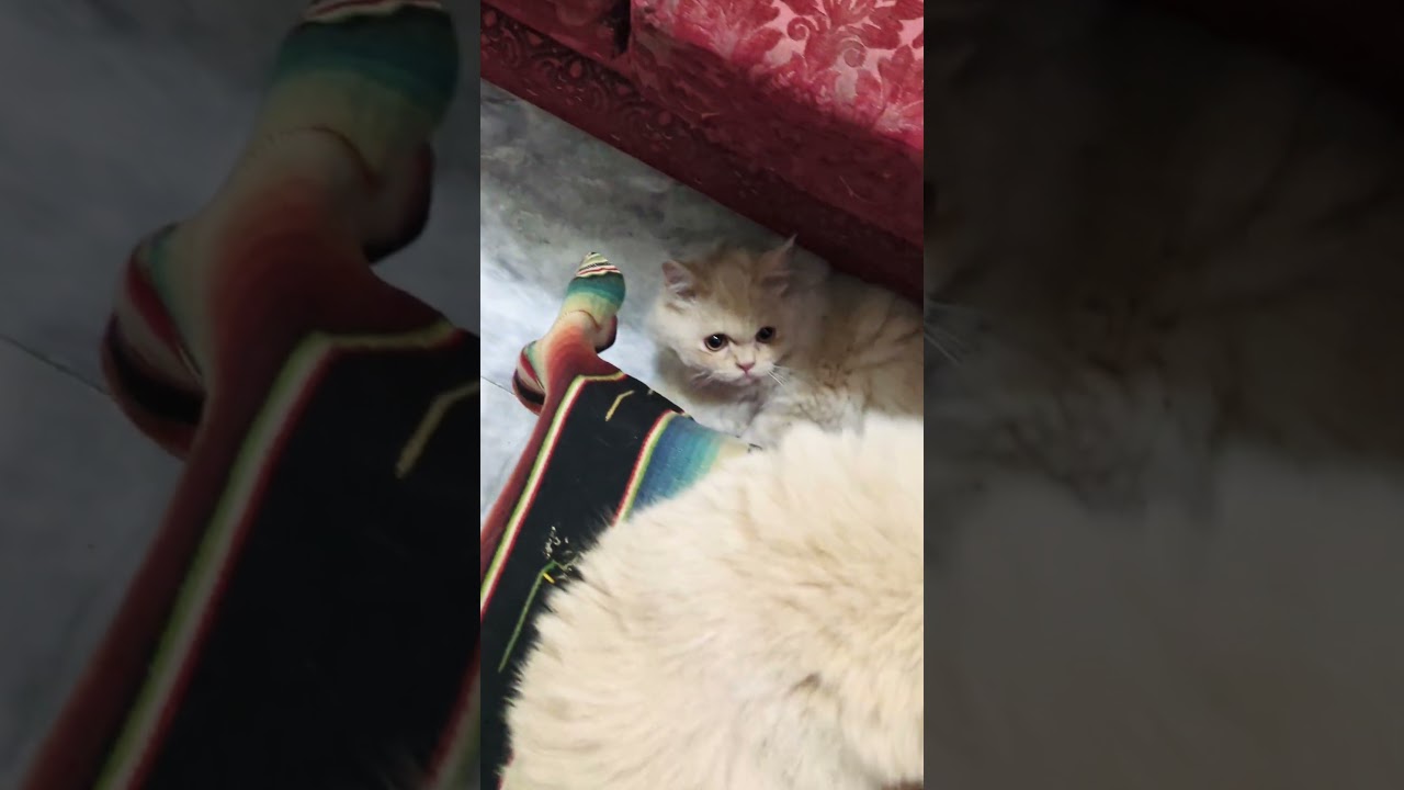 Cute Adorable Cat 💥😘😻🥰🤯🥳💫