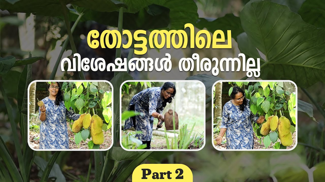 തോട്ടത്തിലെ വിശേഷങ്ങൾ തീരുന്നില്ല  | Farming Story Part 2 | PRS Kitchen | Gardening Tips Malayalam