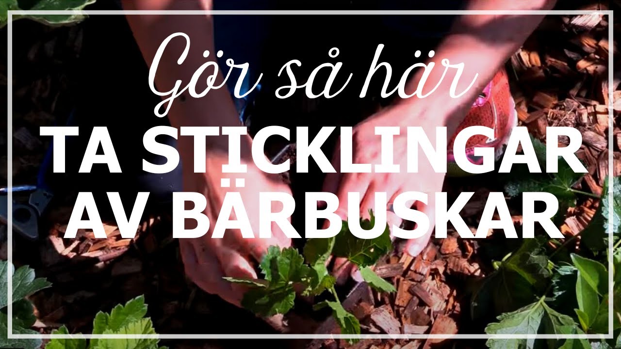 Ta sticklingar av b&auml;rbuskar