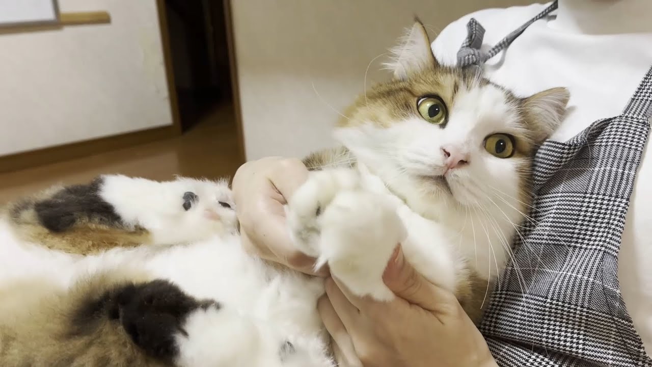 一緒に暮らすと分かる秀吉のできる事