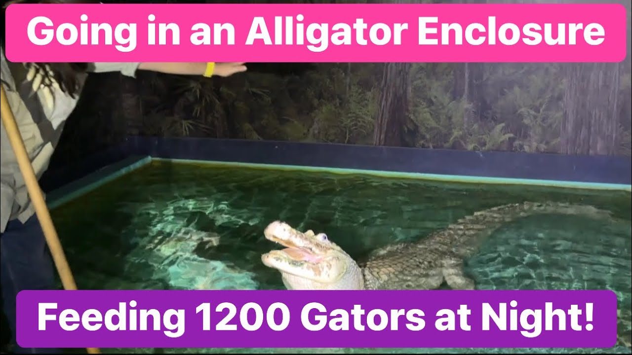 Going Inside an Alligator Enclosure AT NIGHT & Feeding 1200 Live Gators | Gatorland Night Shine |