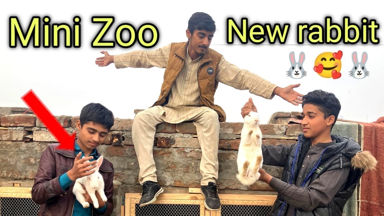 🐰 Kia Aaj Hamara Mini Zoo Tayar Ho Gaya? | 🤍 New White Red Eyes Rabbit Aa Gaye | 🎉 Badi Khushkhabri