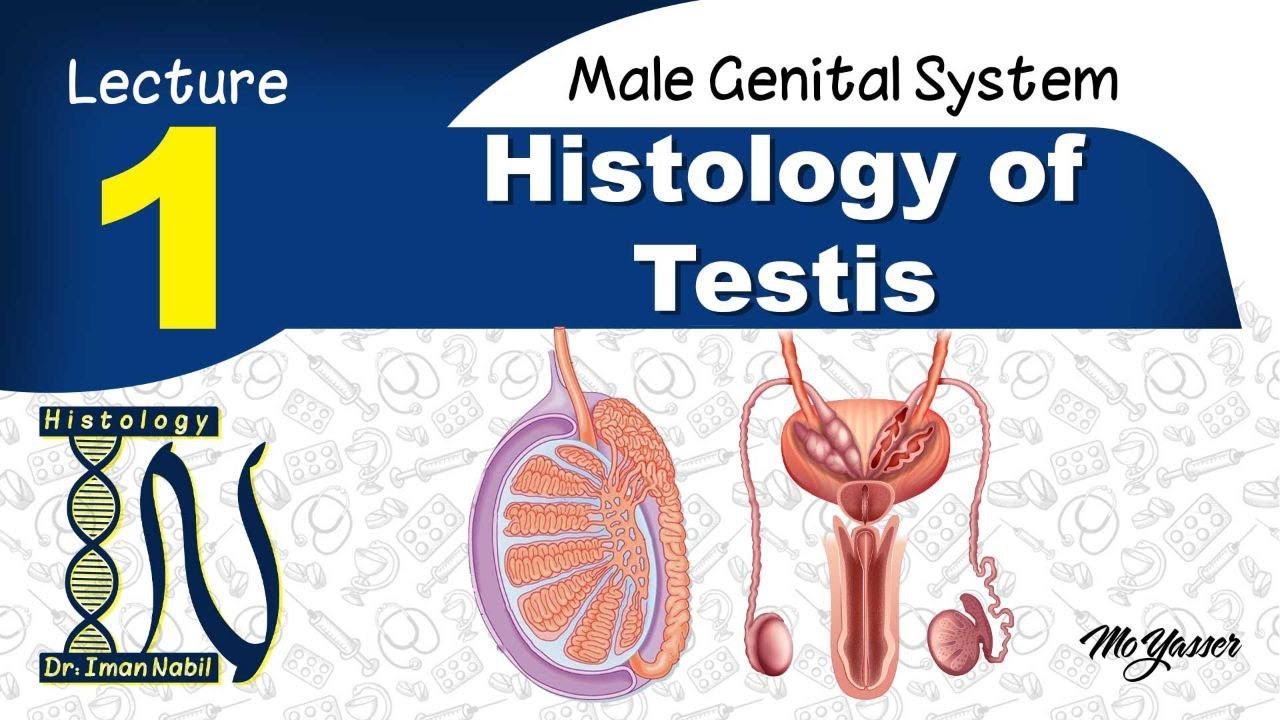 1b-Histology of Testis part2-Spermatogenesis and spermiogenesis-Male genital system