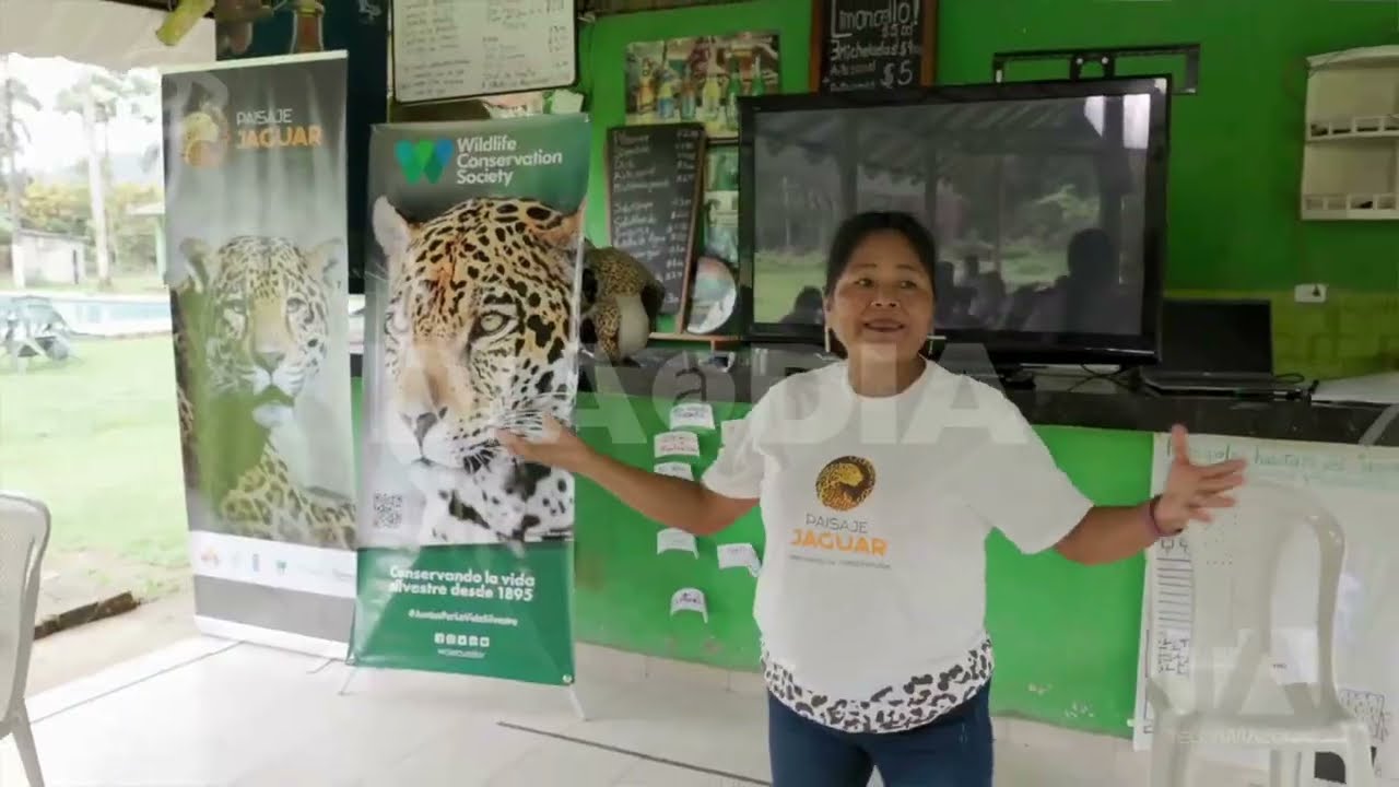 Proyecto Jaguares Para Siempre | @TeleamazonasEcuadorOficial