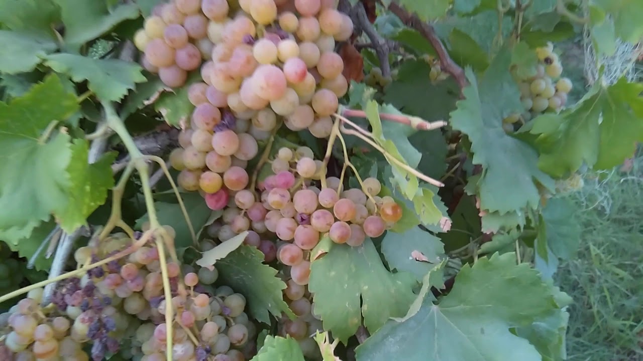 Grapes king ruby