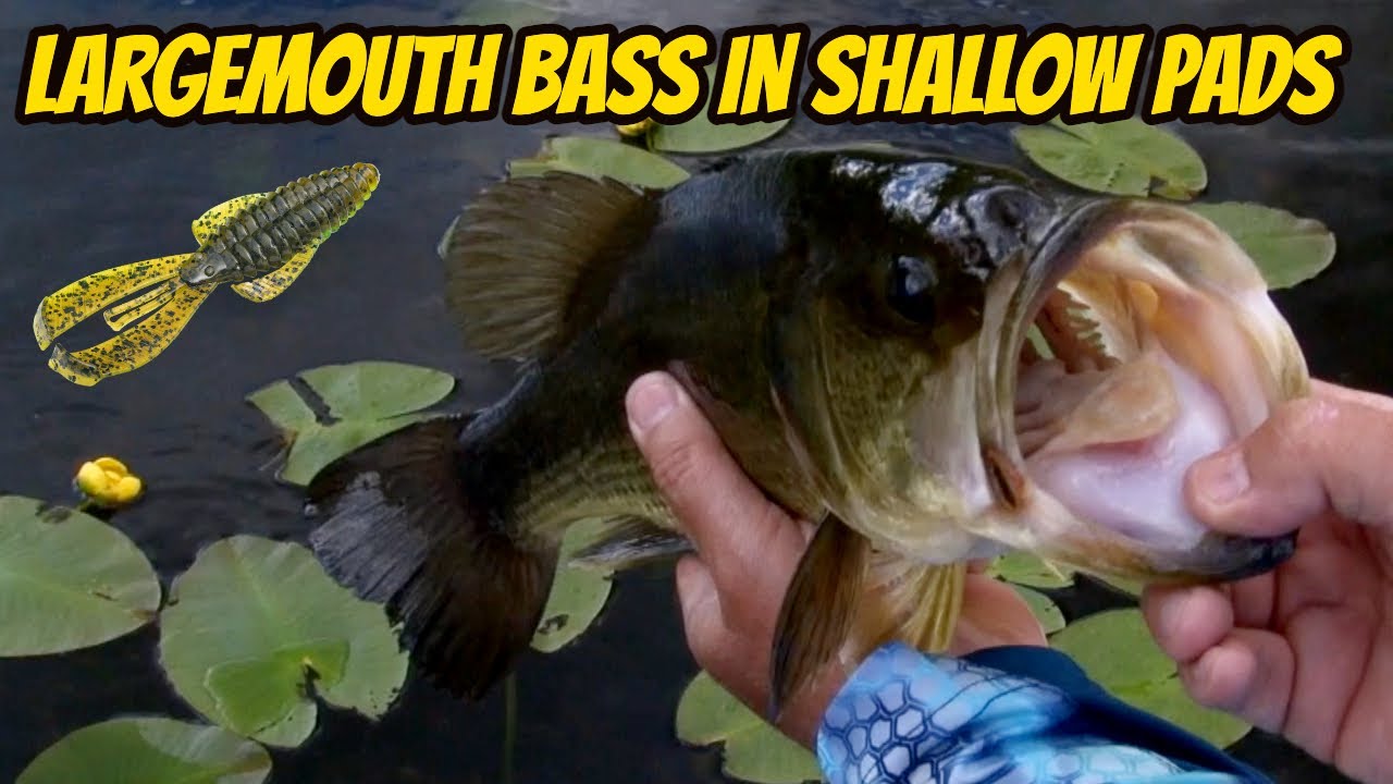 LARGEMOUTH BASS IN SHALLOW PADS- How to catch bass