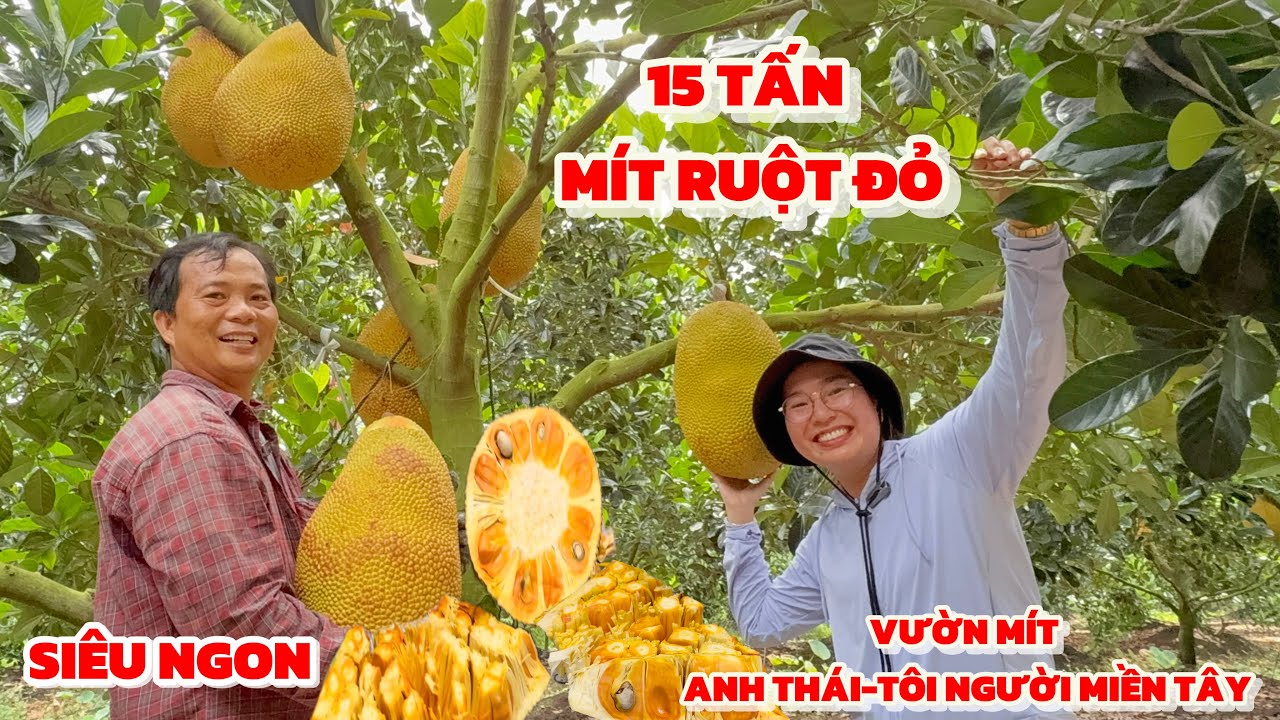 Choáng 15 Tấn mít ruột đỏ vườn a Thái Tôi Người Miền Tây,Trang LTP ăn mít chín cây tại vườn quá ngon