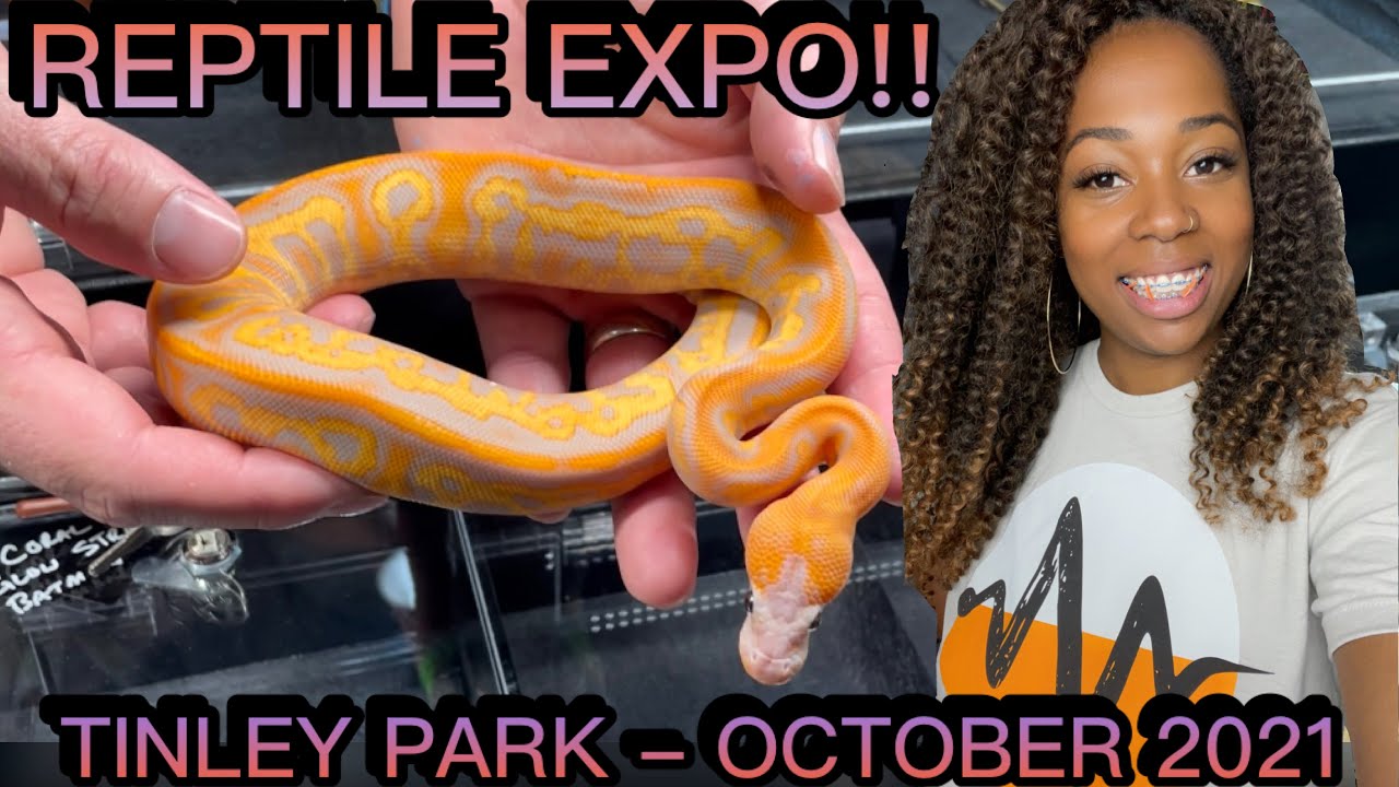 NARBC TINLEY REPTILE EXPO OCT. 2021 | 20TH ANNIVERSARY!! | BALL PYTHON BREEDER | PRECIOUS PYTHONS