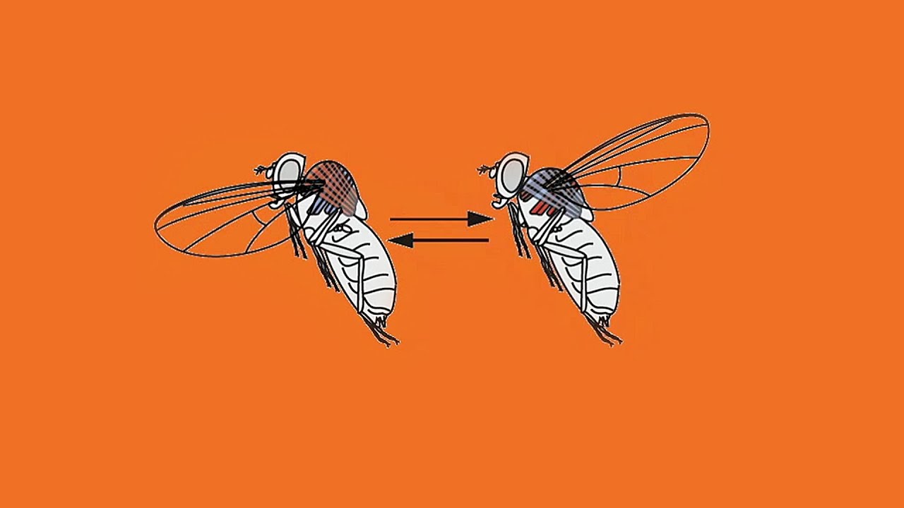 How a fly flies - Michael Dickinson