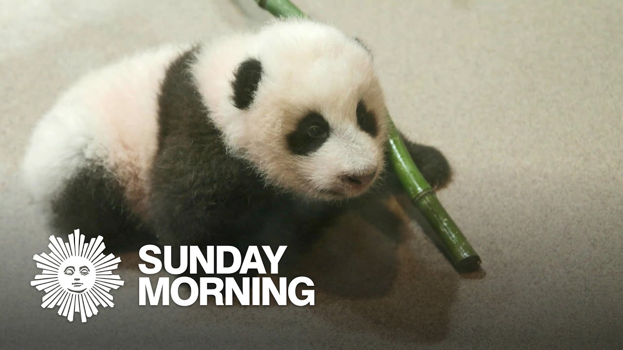 Meet Xiao Qi Ji, the Smithsonian National Zoo's star panda cub
