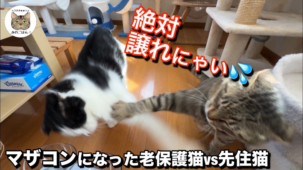 緊急保護から１年マザコンになった老野良猫『ママは譲れにゃい！』
