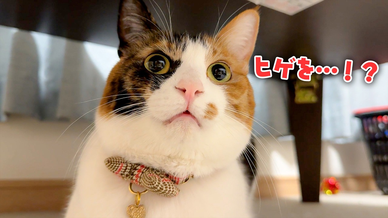 飼い主がヒゲを脱毛するとか言い出したんですけど…。