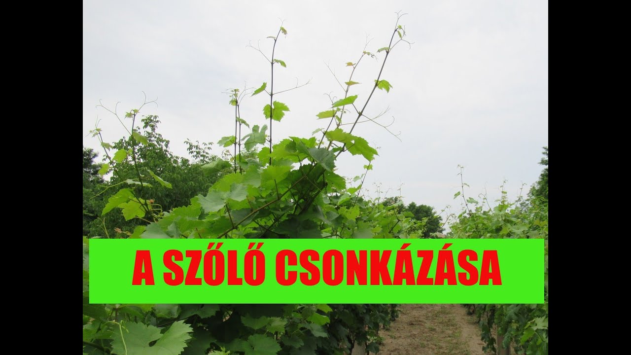 A szőlő csonkázása - májusi oltások állapota június végén