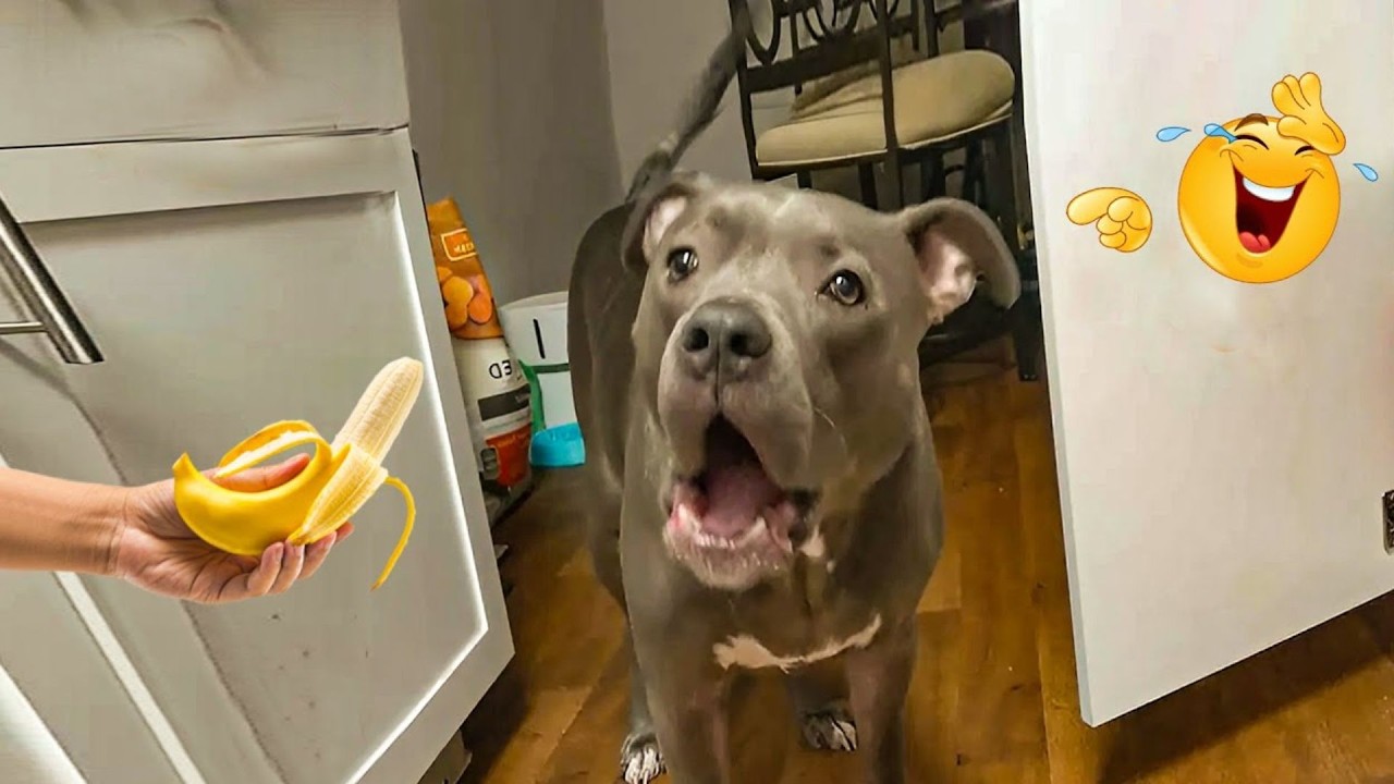 I Can’t Believe These Dogs Are Still This Funny 😂 Best Funny Dog Videos of 2026 🐶