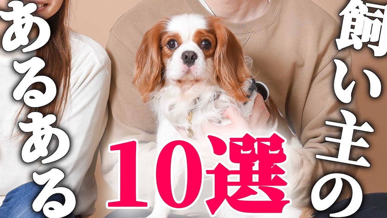 【犬あるある】飼うと人生激変⁉︎愛犬と５年間暮らして感じた生活の変化１０選‼︎