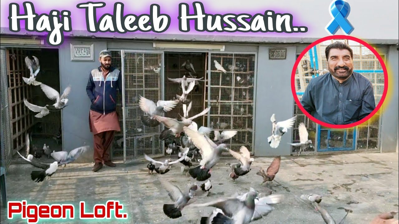 👑 Haji Taleeb Hussain | Pigeon Loft Ki Shaan & Zabardast Collection | 200 Pigeons .. 🇵🇰