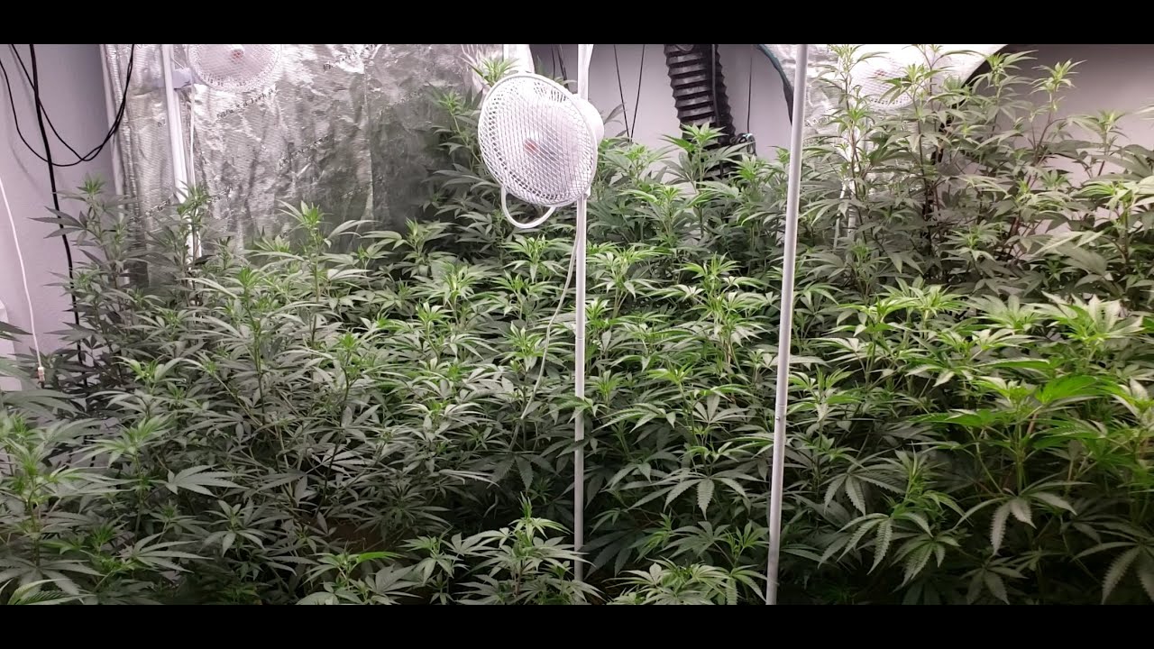 2022 MarsHydro FC-E8000/SP3000/TS Series Grow Episode 3