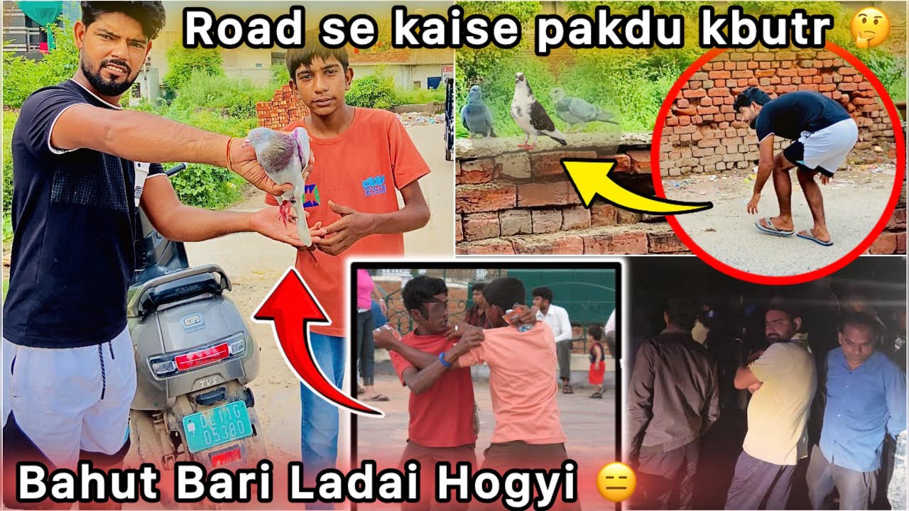 Road pr Pakdne lge Safed kabutar 🤑 || Bazi wale kbutr k liye Ladai Hogyi 😳