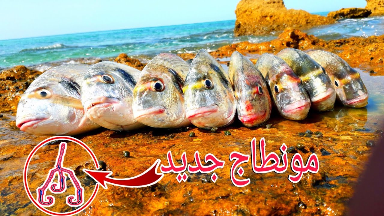 ستحترف صيد الدوراد(الدنيس) بعد هذا المونطاج السهل وفعال جدا