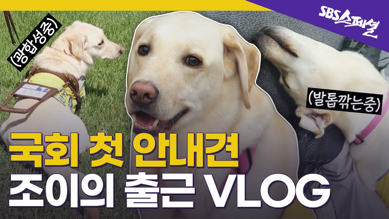 [슬기로운 견공생활 Ep.01] 국회 핵인싸🐶 안내견 '조이'의 일상 | SBS 스페셜
