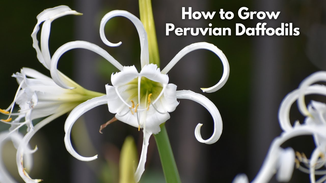 How to Grow Peruvian Daffodils