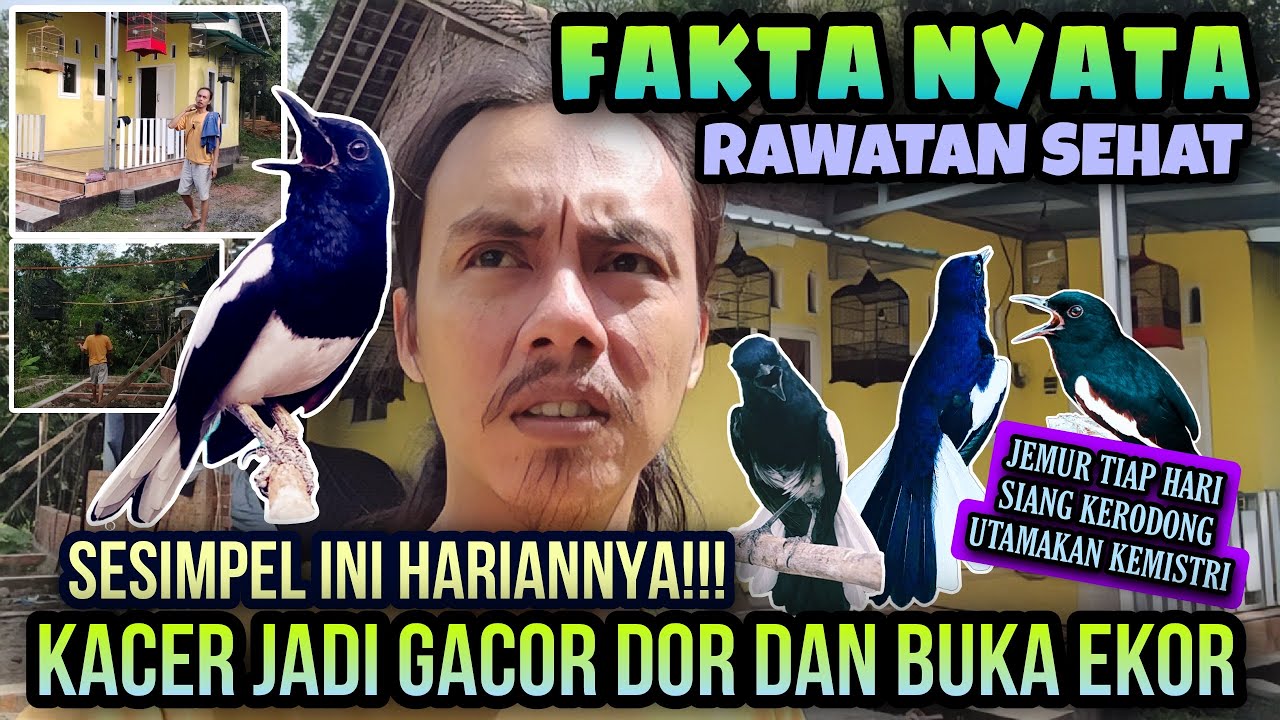 SESIMPEL INI KOK ⁉️ RAWATAN HARIAN BIKIN KACER GACOR DAN BUKA EKOR || TIPS SEHAT KACER BUKA EKOR